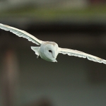Barn Owl - Norfolk - 2014