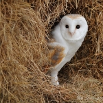 Barn Owl - Glos - 2012