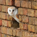 Barn Owl - Glos - 2012