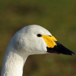 Bewick's Swan - Slimbridge NR - 2011