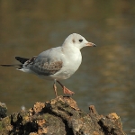 Black Headed Gull - Swindon - 2011