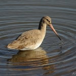 Black-Tailed Godwit - Titchwell NR - 2014