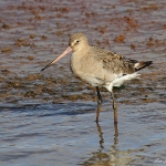 Black-Tailed Godwit - Titchwell NR - 2013