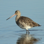 Black-Tailed Godwit - Titchwell NR - 2014
