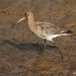 Black-Tailed Godwit - Titchwell NR - 2013