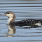 Black-throated Diver - Arrow Valley - 2019