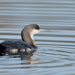 Black-throated Diver - Arrow Valley - 2019