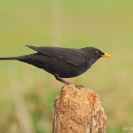 Blackbird - Brocton - 2012