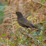 Blackbird - Alcester - 2011