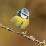 Blue Tit - Forest of Dean - 2012