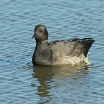 Brent Goose - Titchwell NR - 2014