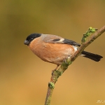 Bullfinch - Brocton - 2012
