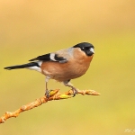 Bullfinch - Brocton - 2012
