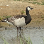 Canada Goose - Minsmere NR - 2010