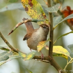 Cetti\'s Warbler - Titchwell NR - 2011