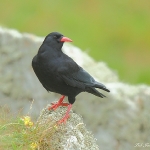 Chough - South Stack - 2011
