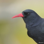 Chough - South Stack - 2021
