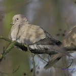 Collared Dove - Titchwell NR - 2010