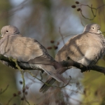 Collared Dove - Titchwell NR - 2010
