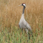 Common Crane - Slimbridge WWT - 2014