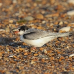 Common Tern - Hunstanton - 2013