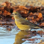 Crossbill - West Stow - 2014