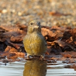 Crossbill - West Stow - 2014