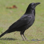 Crow - Naggs Head NR - 2010