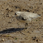 Curlew Sandpiper - Titchwell NR - 2013