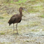 Glossy Ibis - Craven Arms - 2013