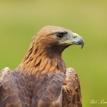 Golden Eagle - 2012