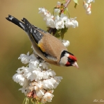 Goldfinch - Gilfach NR - 2012