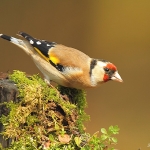 Goldfinch - Wark's - 2011