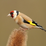 Goldfinch - Wark's - 2011