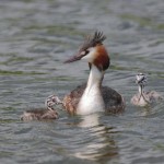 Great Crested Grebe - Grimley - 2022