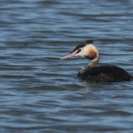 Great Crested Grebe - Grimley - 2023