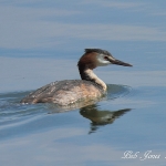 Great Crested Grebe - Cott's Water Park - 2011