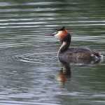 Great Crested Grebe - Grimley - 2022
