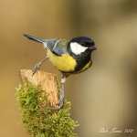 Great Tit - Alcester - 2012