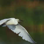 Great White Egret - Grimley - 2023