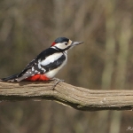 Great Spotted Woodpecker - Bourne - 2018