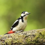 Great spotted Woodpecker - Malvern - 2014