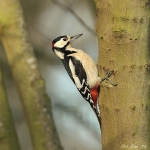 Great Spotted Woodpecker - Alcester - 2012