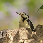 Great Spotted Woodpecker - Alcester - 2010
