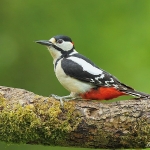 Great Spotted Woodpecker - Malvern - 2014