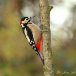 Great Spotted Woodpecker - Alcester - 2011