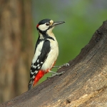 Great Spotted Woodpecker - Alcester - 2010
