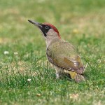 Green Woodpecker - Malvern - 2016