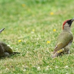Green Woodpecker - Malvern - 2016