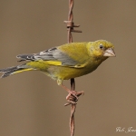 Greenfinch - Fladbury - 2012